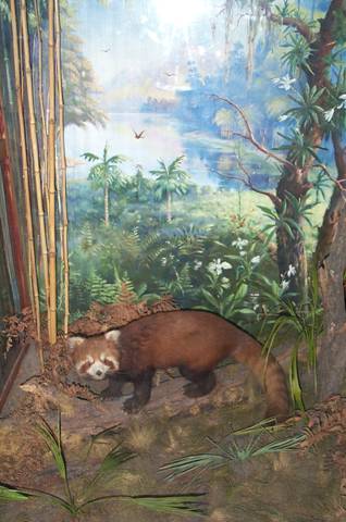 Малая панда в зоомузее ДНУ